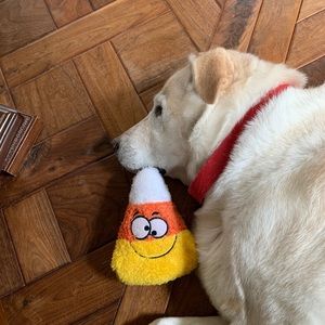 Meet your Posher, Ambika